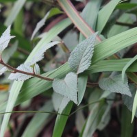 Acilepis setigera (Arn.) H.Rob. & Skvarla